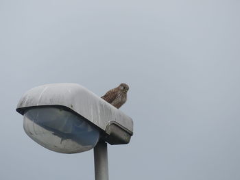 Low angle view of bird perching on street light against sky
