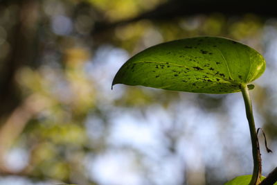 Close-up of plant