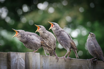 Birds perching on wooden post