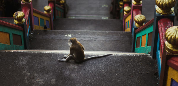 Portrait of woman sitting on street