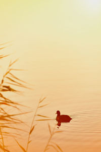 Close-up of bird on a orange sunset