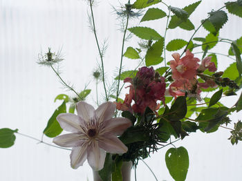 Close-up of flowers against sky