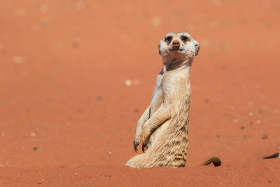 Portrait of meerkat at desert