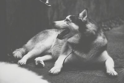 Close-up of dog relaxing outdoors