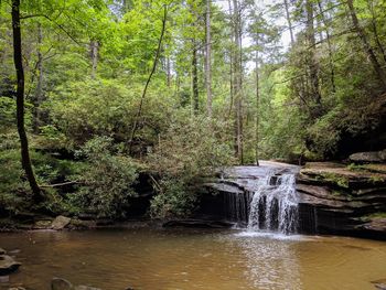 Scenic view of waterfall in forest