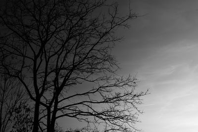 Low angle view of silhouette bare tree against sky at night