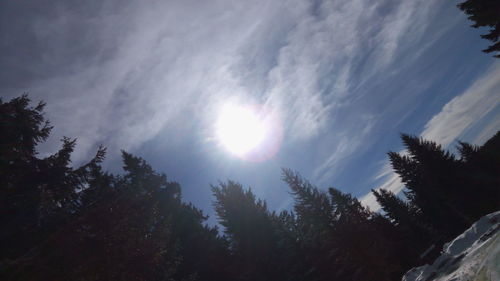 Low angle view of trees against sky