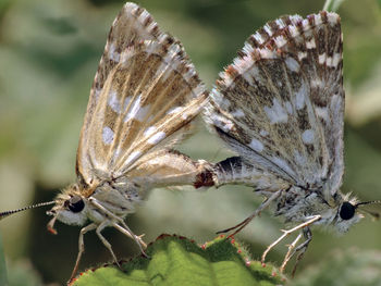 Close-up of butterfly on plant