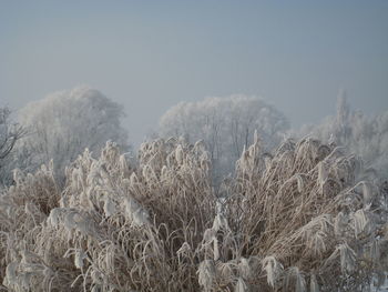 Close-up of plants on field against clear sky