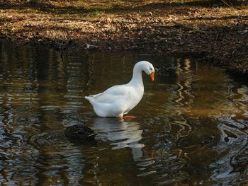 Swan on lake