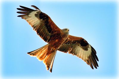 Low angle view of birds flying in sky