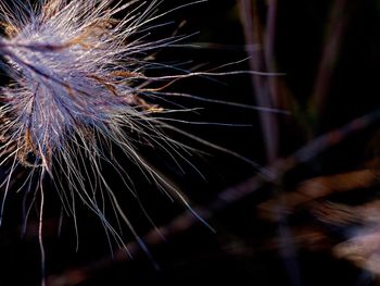 Close-up of plants at night