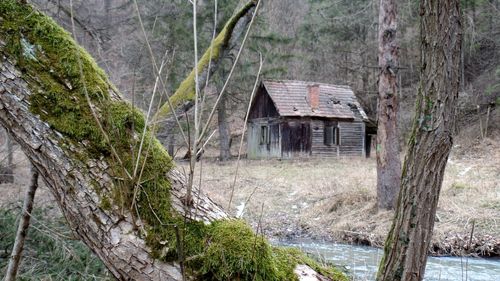 House amidst trees