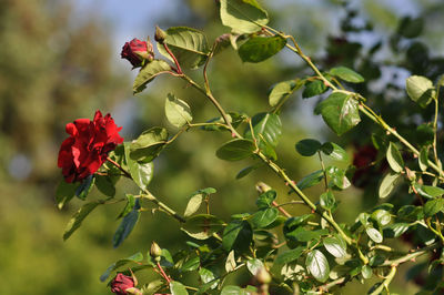 plant