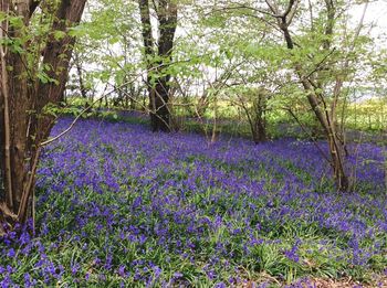 Purple crocus flowers on landscape