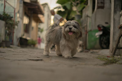 Dog looking away on footpath 