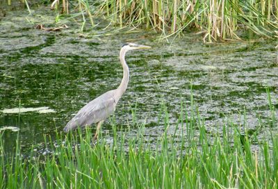 Side view of a bird on grass