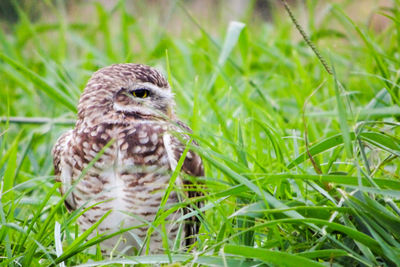 Close-up of bird on grass