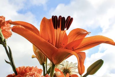 Close-up of orange lily against sky