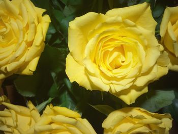 Close-up of yellow roses