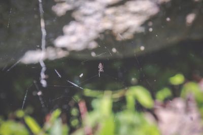 Close-up of spider on web