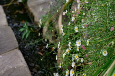 Close-up of flowering plant