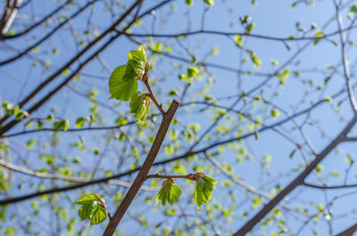 Low angle view of cherry blossoms against sky