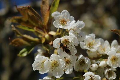 Close-up of bee on white flowers