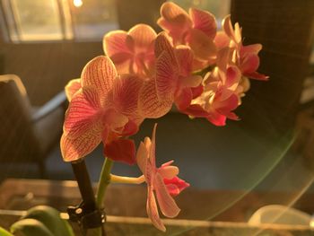 Close-up of pink orchid at home