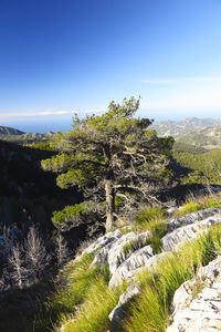 Trees growing on rock against sky