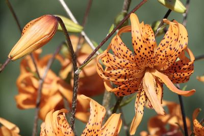 Close-up of orange flowering plant