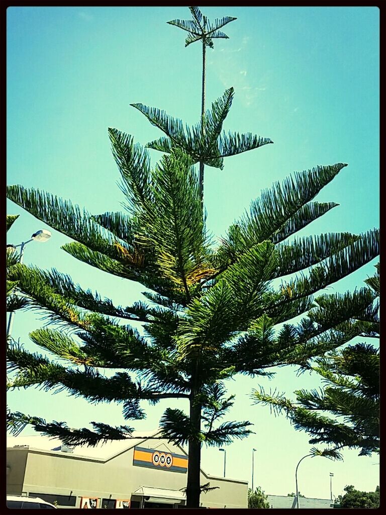 palm tree, transfer print, low angle view, tree, clear sky, blue, auto post production filter, growth, building exterior, built structure, sky, architecture, sunlight, day, tree trunk, nature, coconut palm tree, no people, outdoors, green color