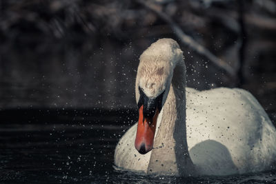 Close-up of swan swimming in lake