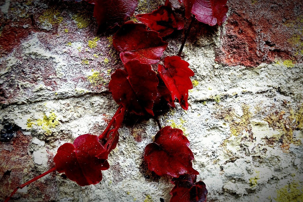 red, tree, growth, branch, leaf, nature, autumn, close-up, low angle view, textured, season, change, day, outdoors, no people, wall - building feature, beauty in nature, plant, tree trunk, sunlight