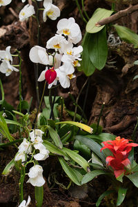 Close-up of white flowering plant