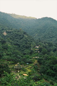 High angle view of lush foliage