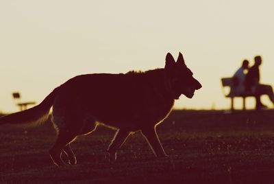 Side view of horse walking on field during sunset