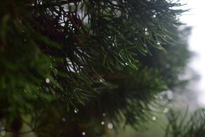 Close-up of raindrops on pine tree