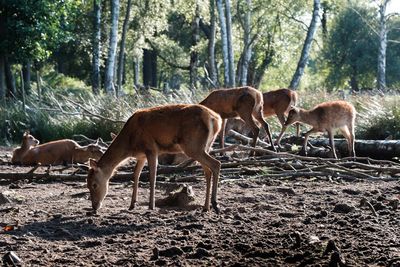 Herd of deer on field at richmond park