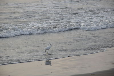 Seagull on beach