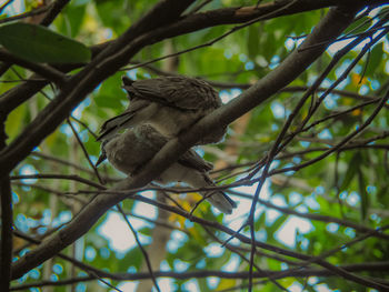 Low angle view of bird perching on branch