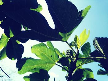 Low angle view of plant against sky