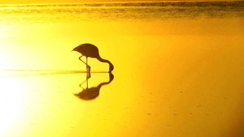 Silhouette flamingo in orange lake