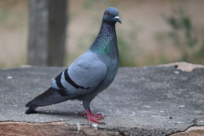 Close-up of pigeon perching on retaining wall