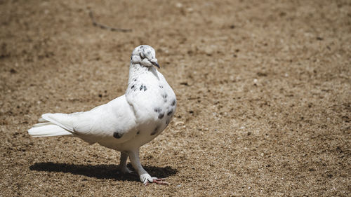 Seagull perching on a sand