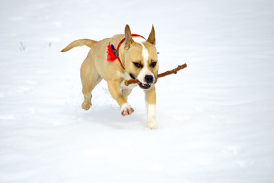 Dog running in snow