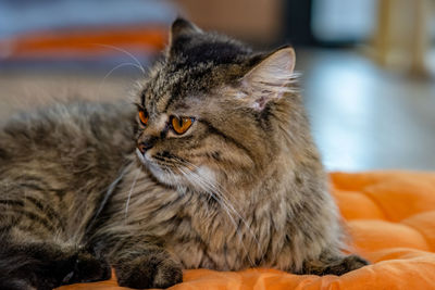 Close-up of cat looking away at home