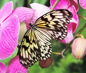 Close-up of butterfly pollinating on pink flower