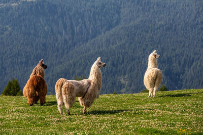 Sheep standing in a field