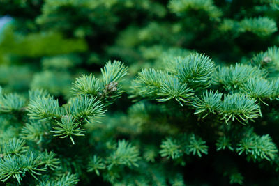 Close-up of pine tree